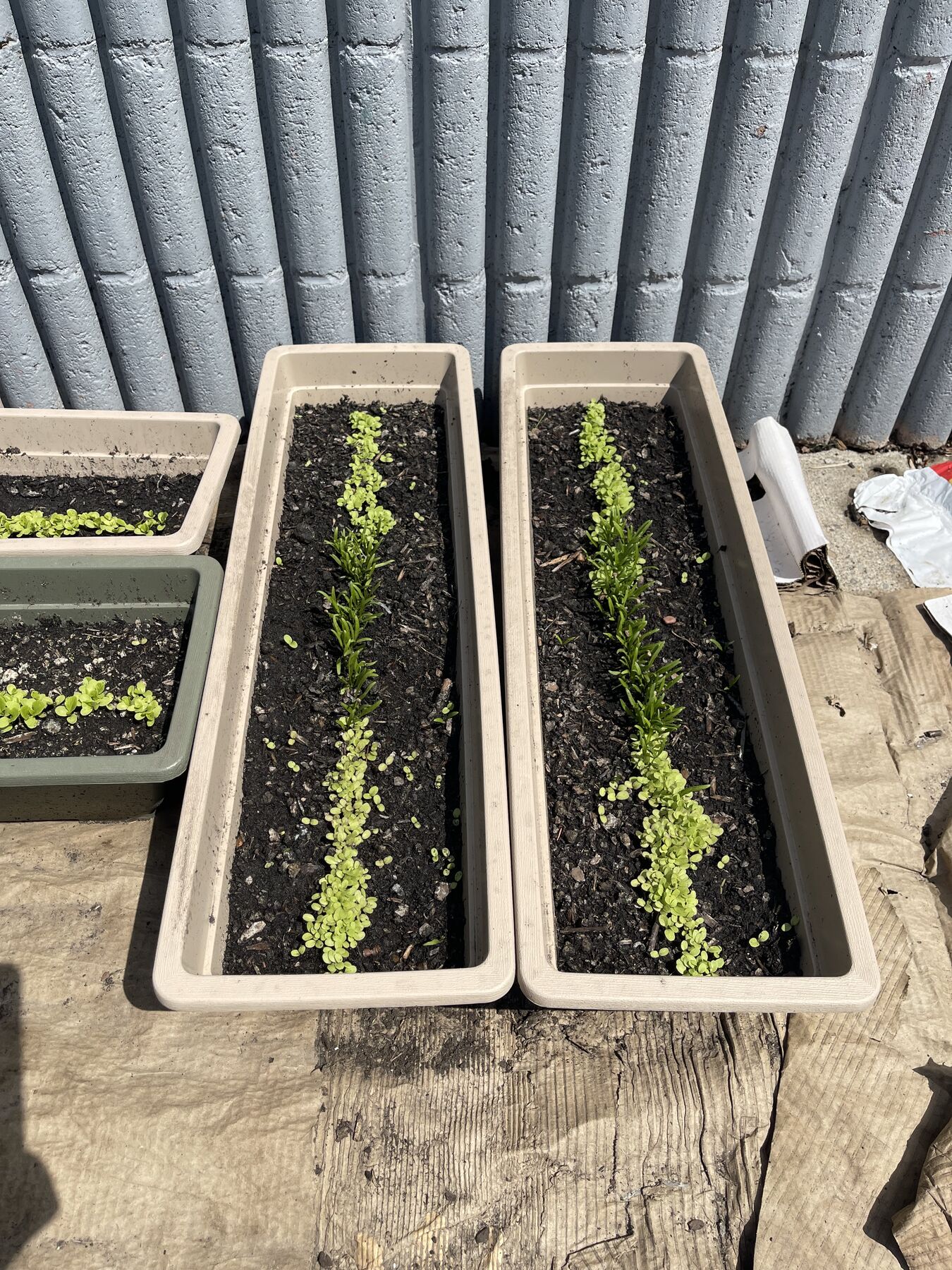 Planter boxes of soil with young seedlings, lined up on a timber ledge against a fence.