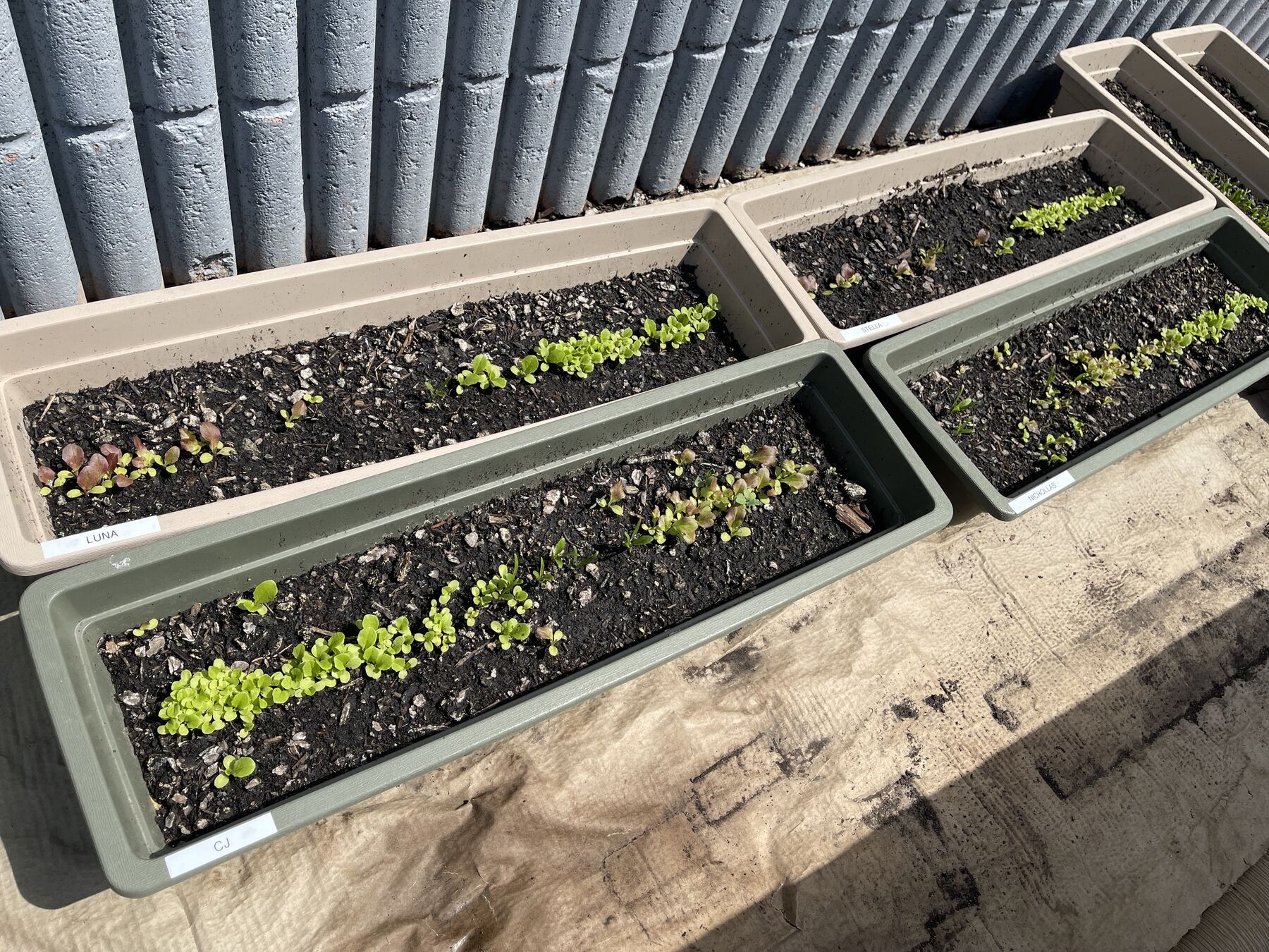 Two planter boxes on a timber ledge with rows of lettuce and herb seedlings coming up through the soil.
